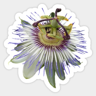 Passion Flower Close Up Sticker